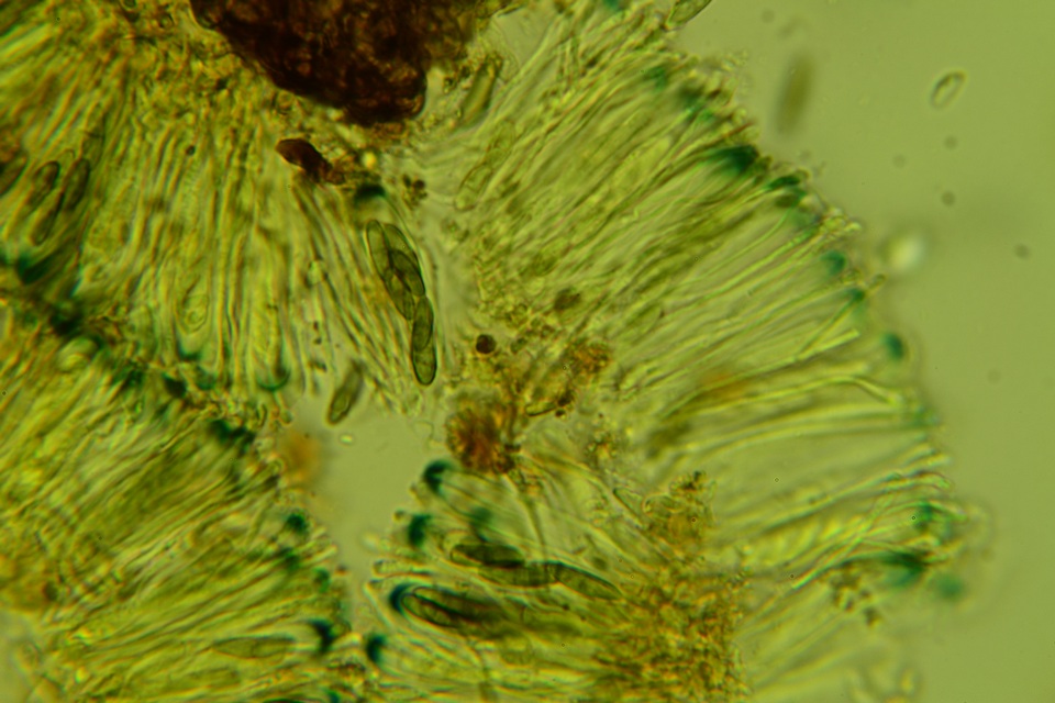 Dactylospora stygia image
