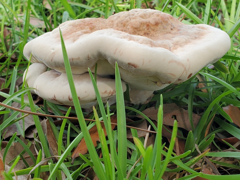 Laetiporus persicinus image