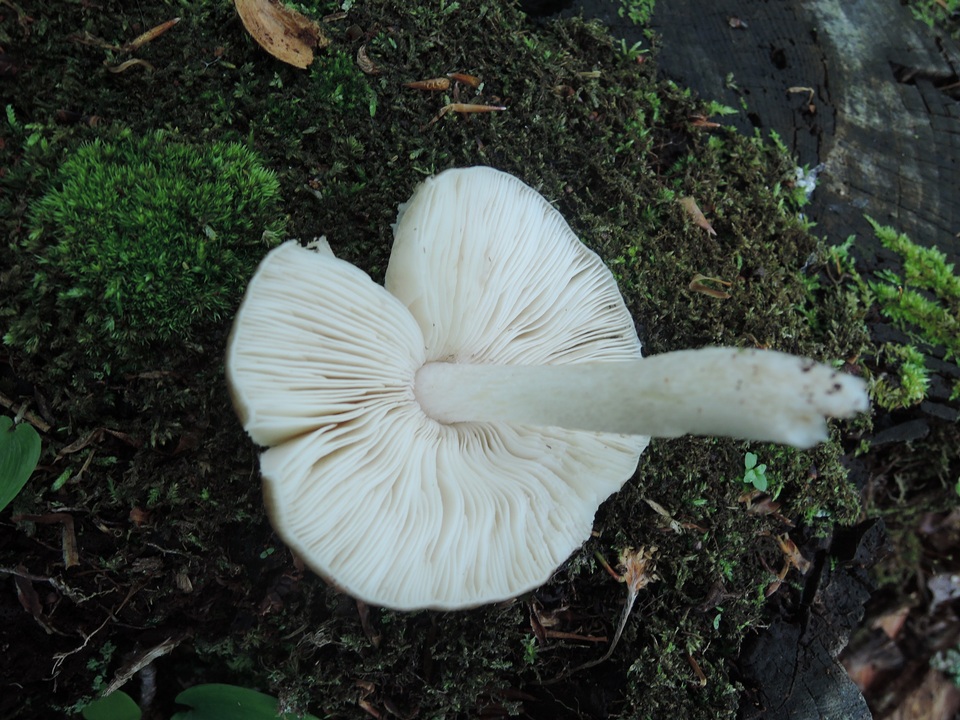 Pluteus pouzarianus image