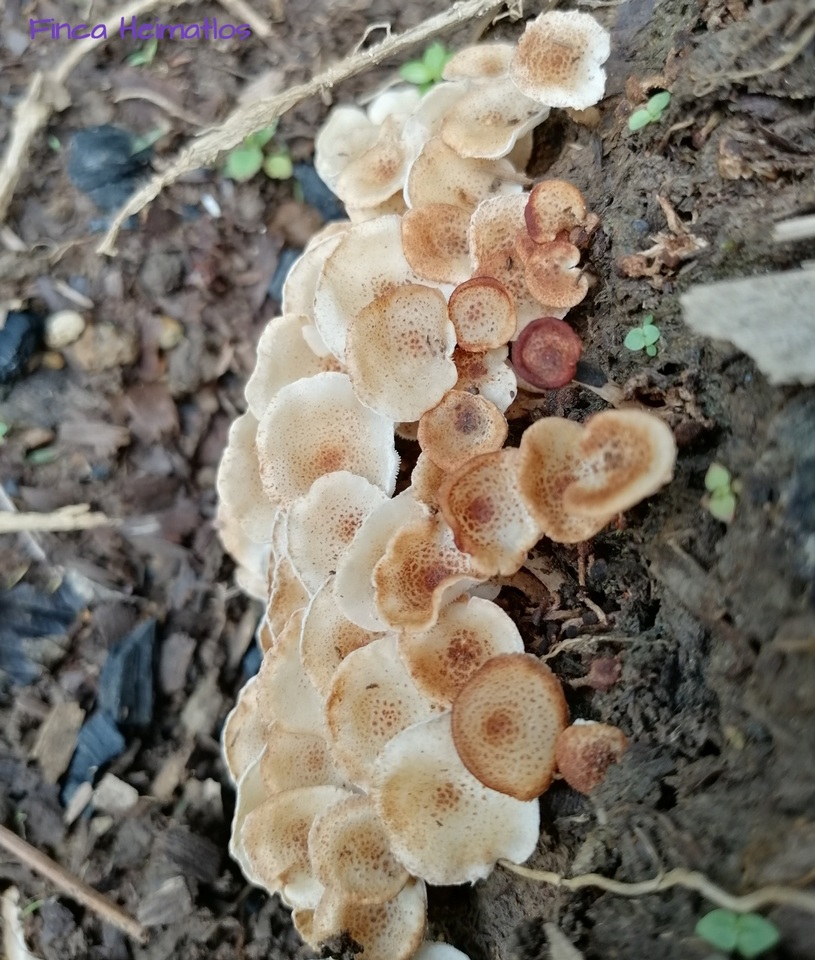 Ripartitella alba image