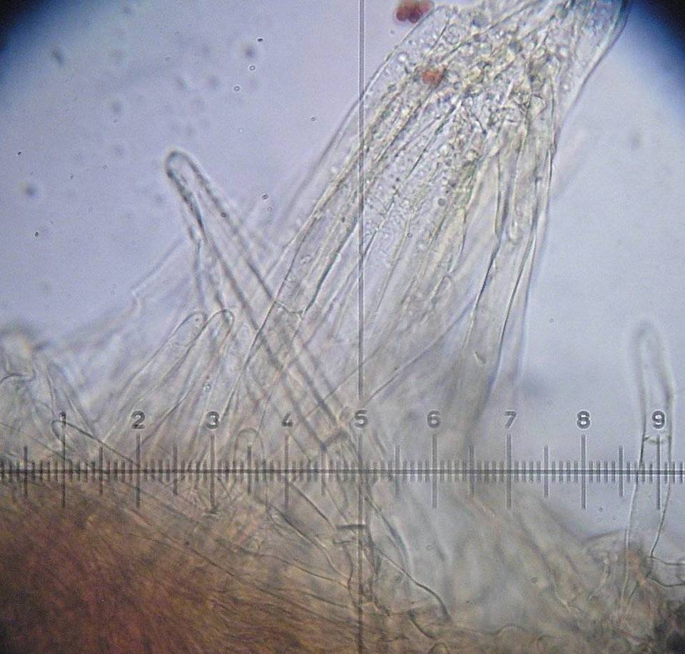 Lepiota subgracilis image