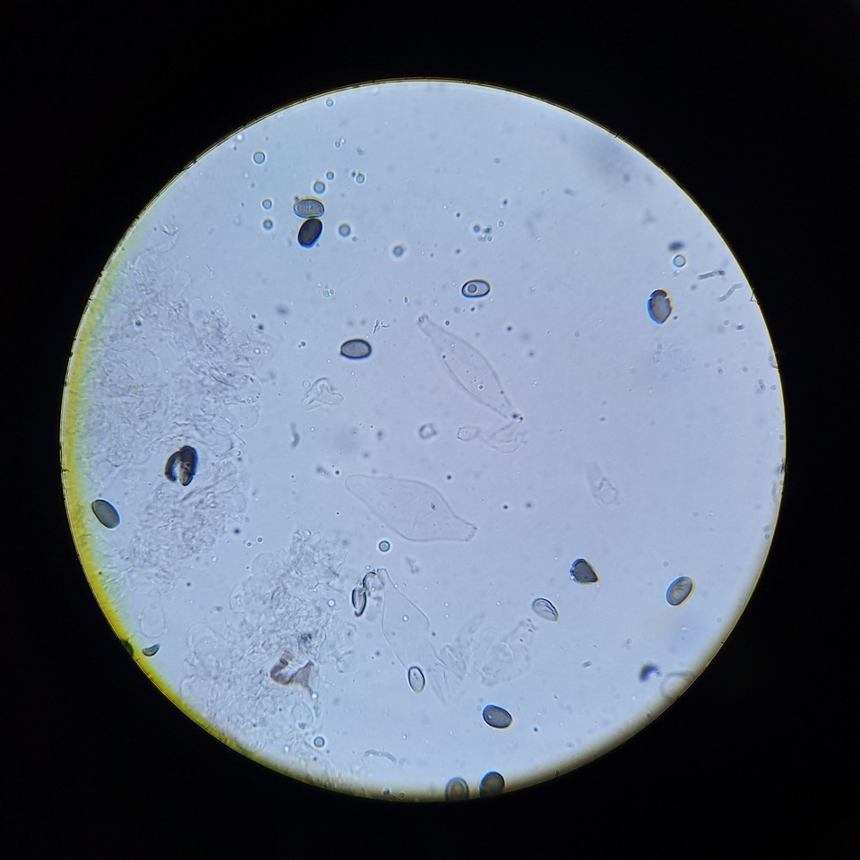 Psathyrella seymourensis image