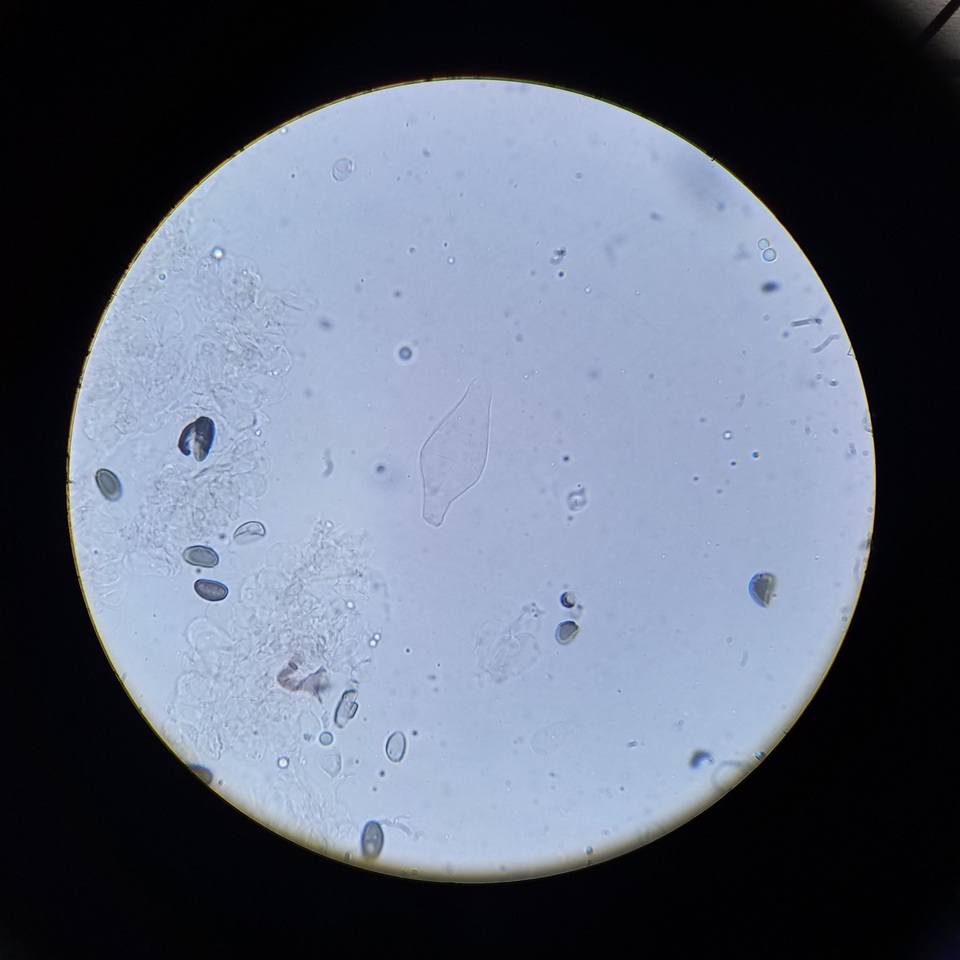 Psathyrella seymourensis image