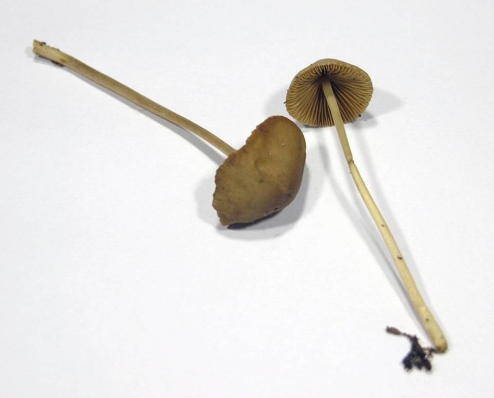 Conocybe mesospora image