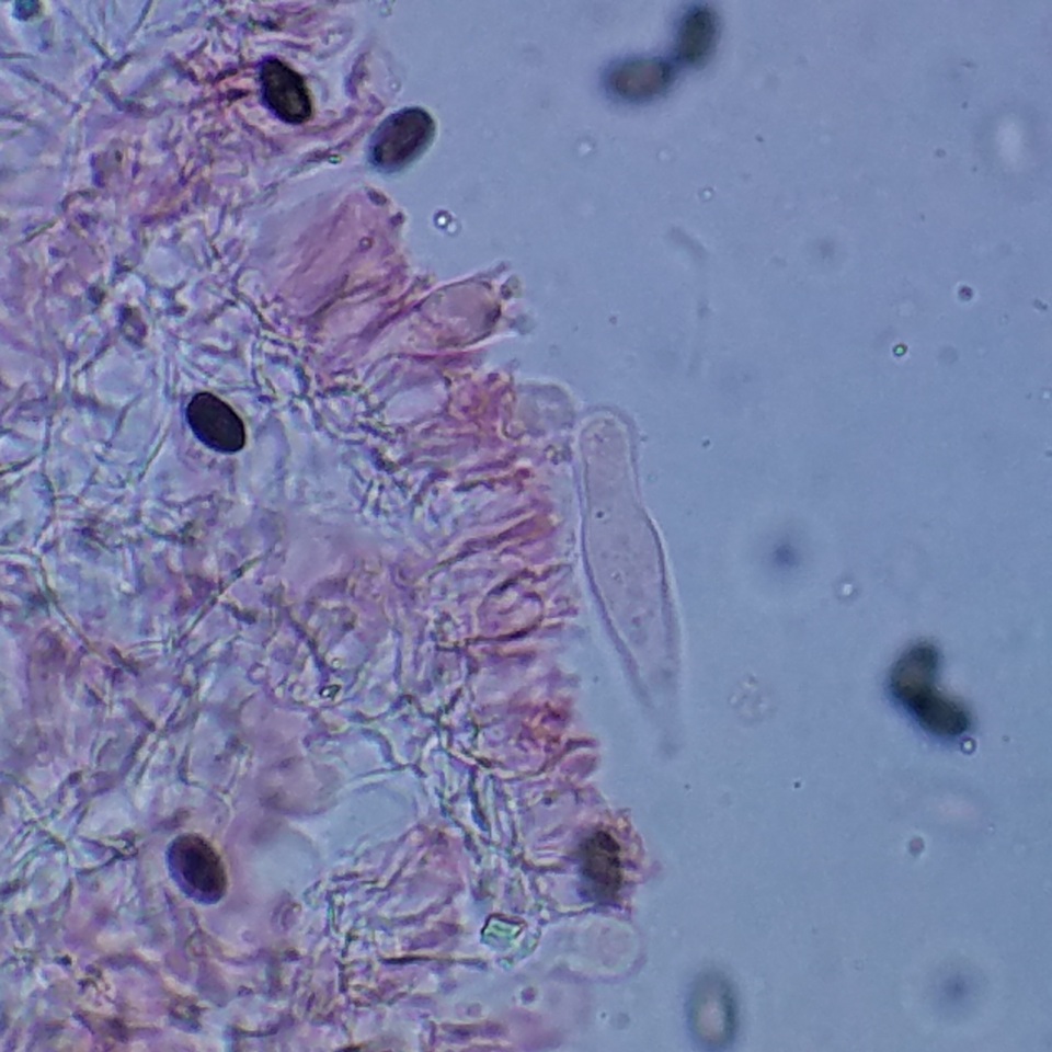 Psathyrella oregonensis image