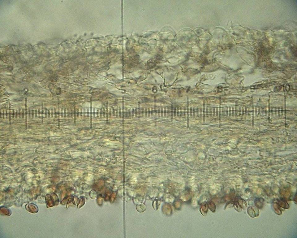 Conocybe mesospora image