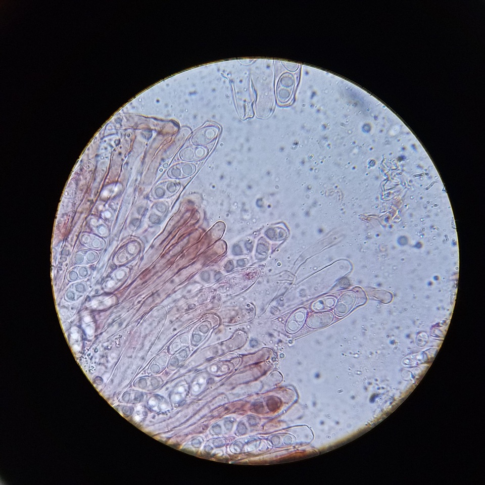 Gyromitra ambigua image