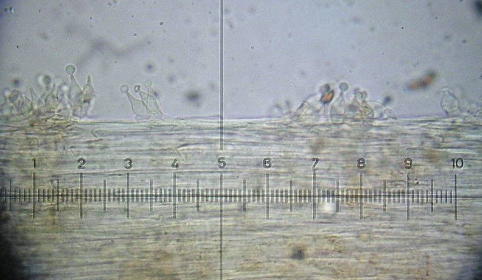 Conocybe mesospora image
