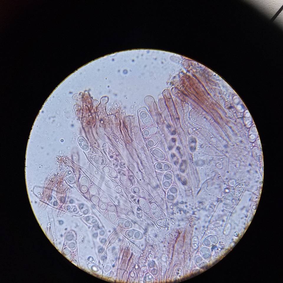 Gyromitra ambigua image