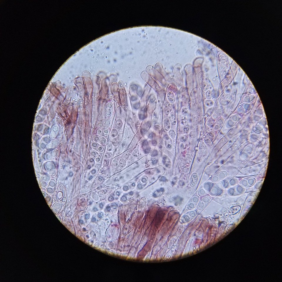 Gyromitra ambigua image