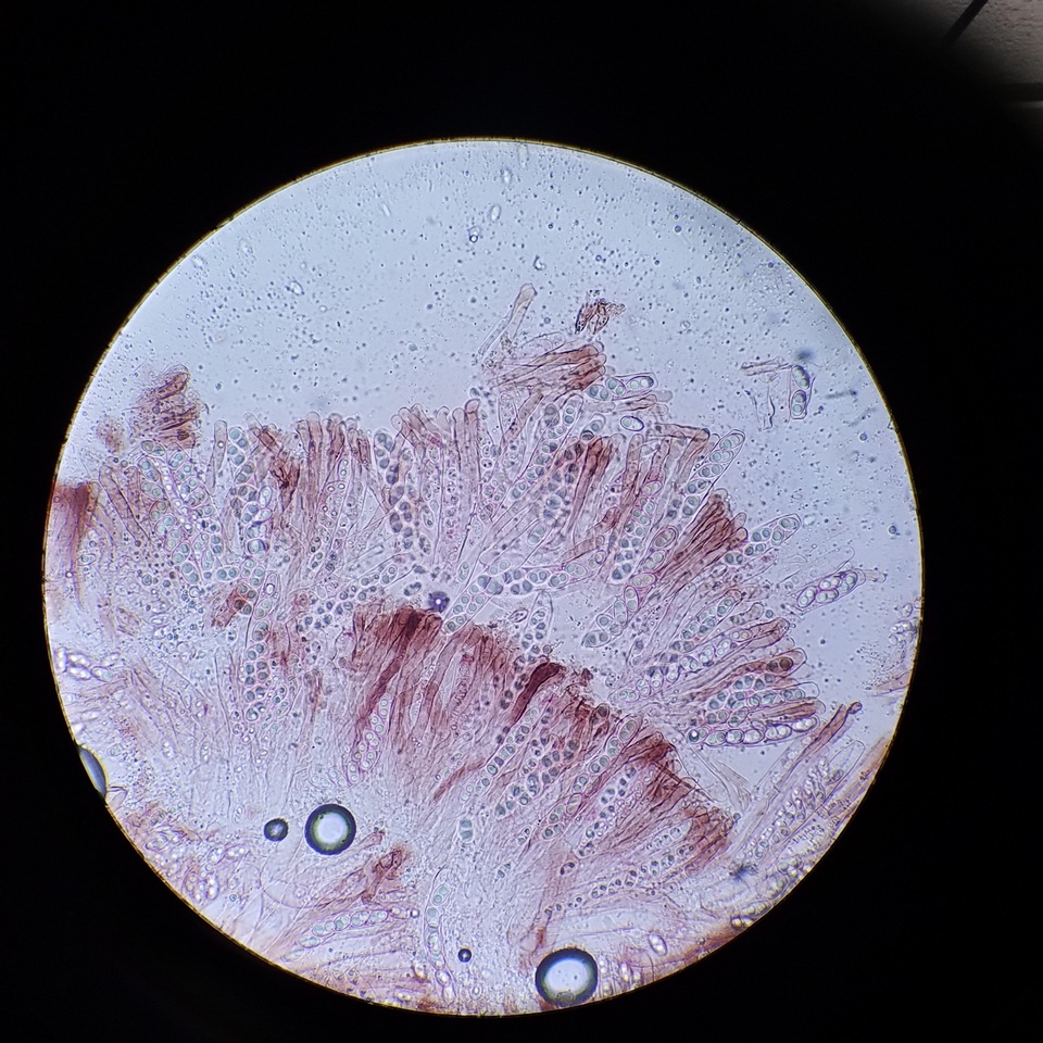 Gyromitra ambigua image
