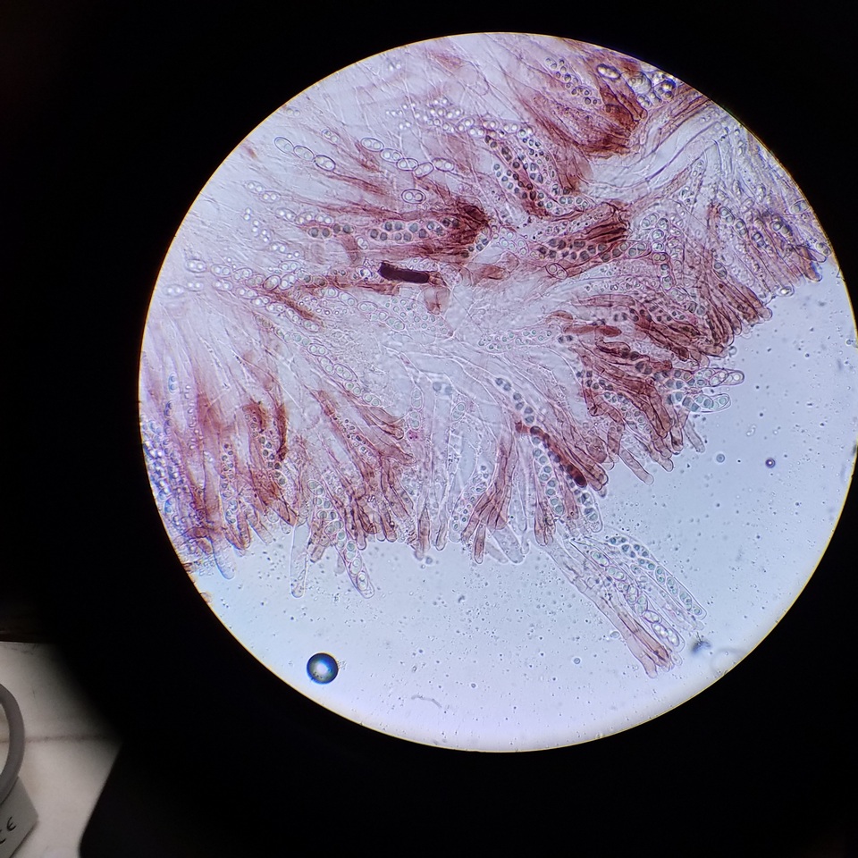Gyromitra ambigua image