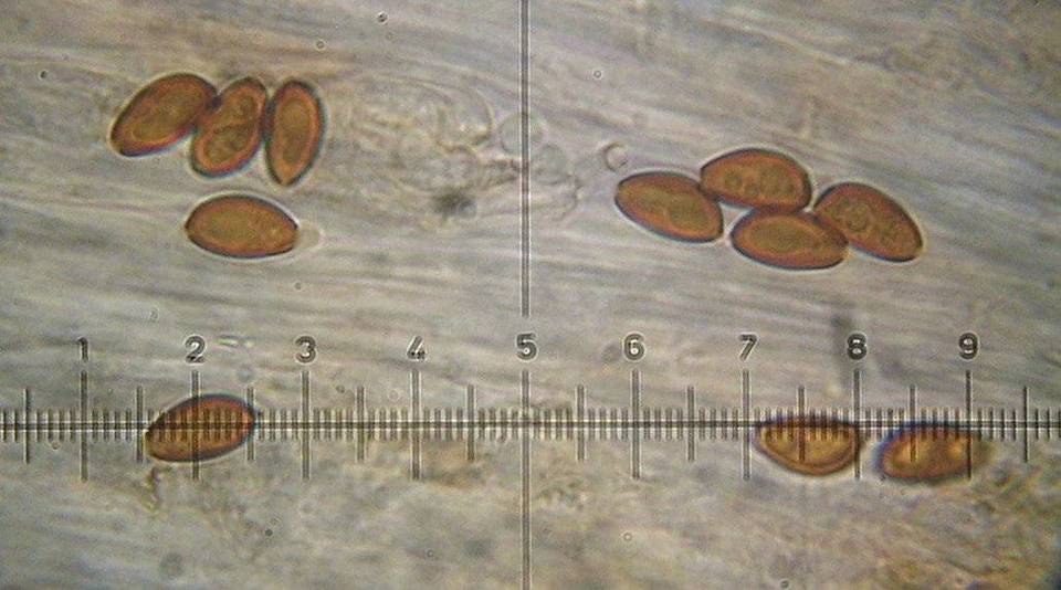 Conocybe mesospora image