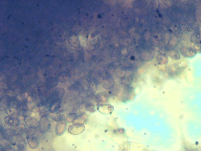 Coltriciella dependens image