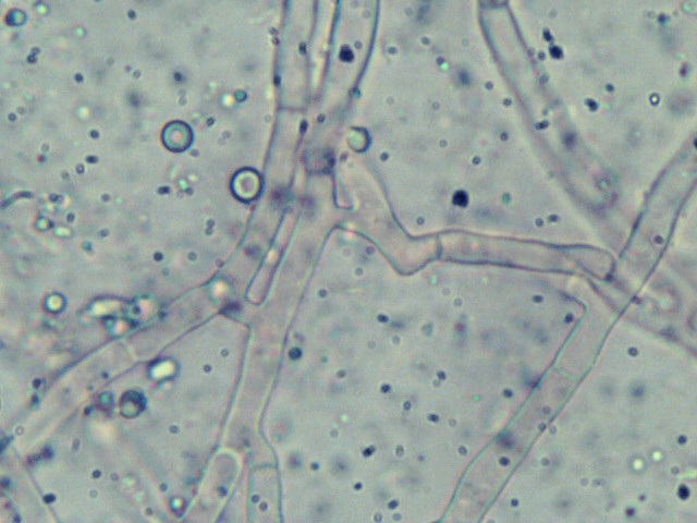 Ceriporia reticulata image