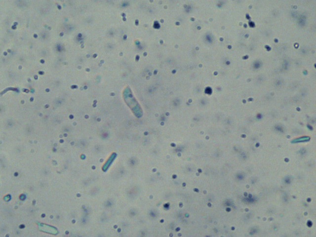 Ceriporia reticulata image