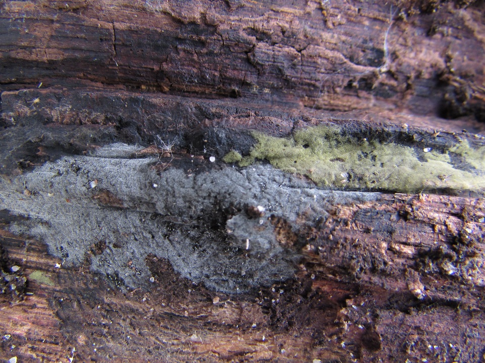 Menispora cobaltina image