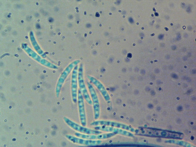 Menispora cobaltina image