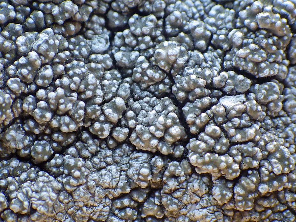 Pertusaria mammosa image