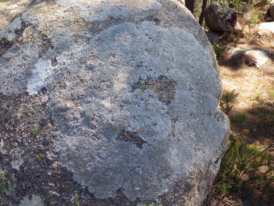 Pertusaria mammosa image