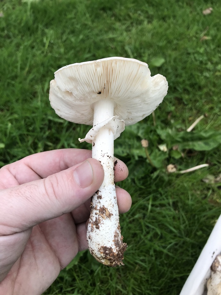 Limacella guttata image