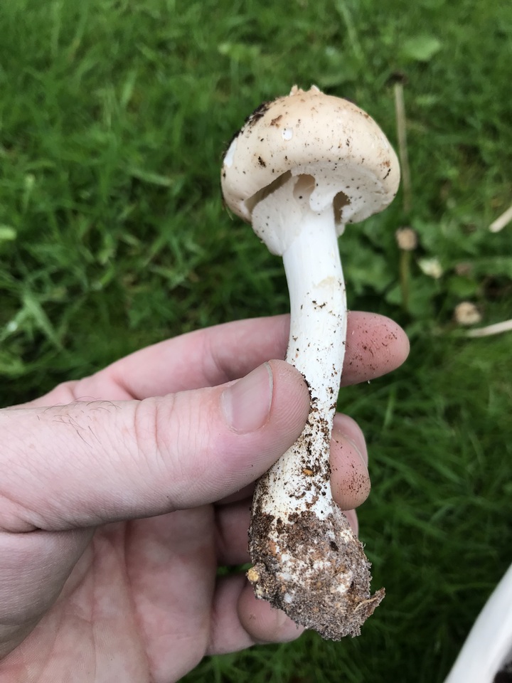 Limacella guttata image