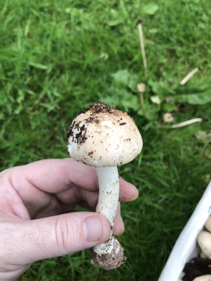 Limacella guttata image