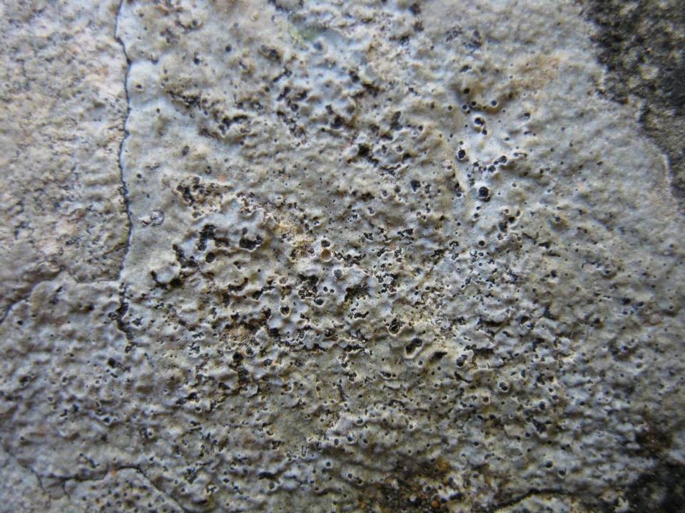 Verrucaria hochstetteri image