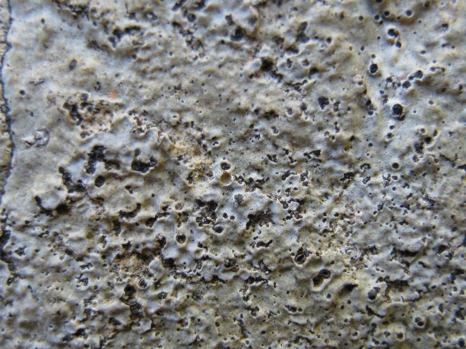Verrucaria hochstetteri image