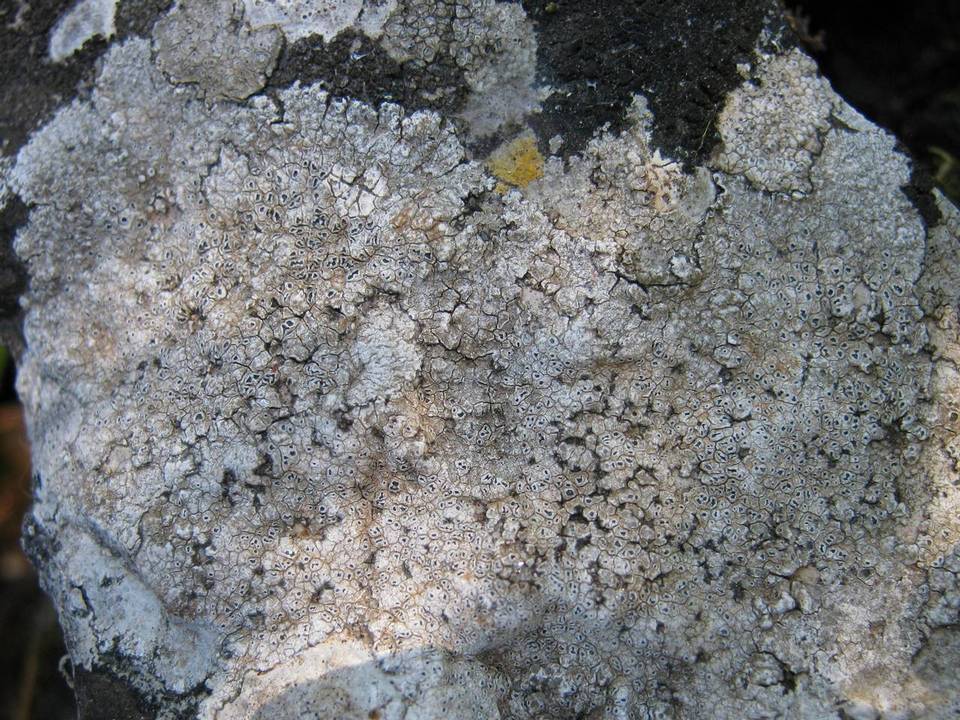 Aspicilia intermutans image