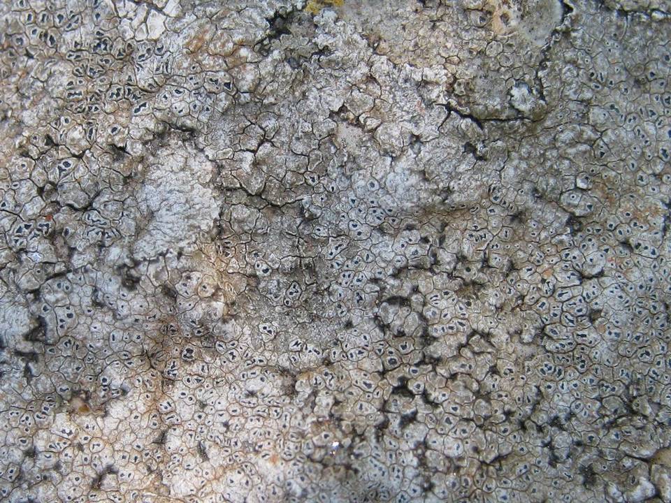 Aspicilia intermutans image