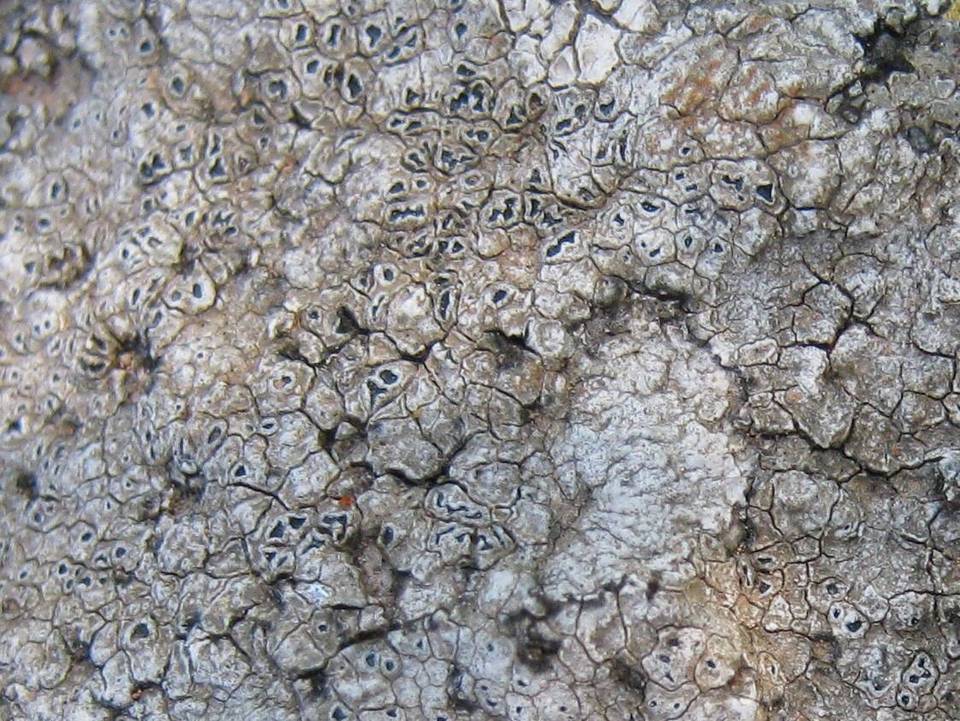 Aspicilia intermutans image