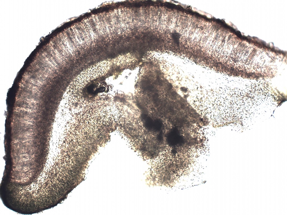 Collema subnigrescens image
