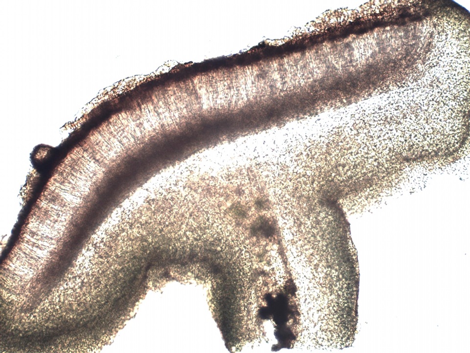 Collema subnigrescens image