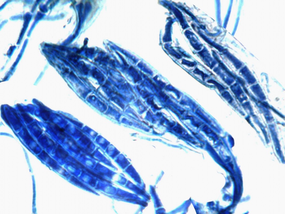 Collema subnigrescens image