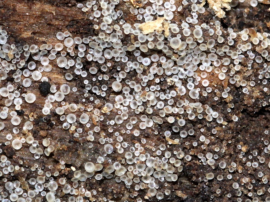Orbilia leucostigma image