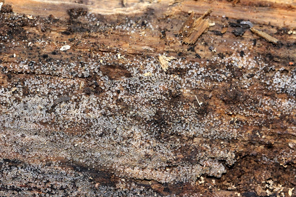 Orbilia leucostigma image