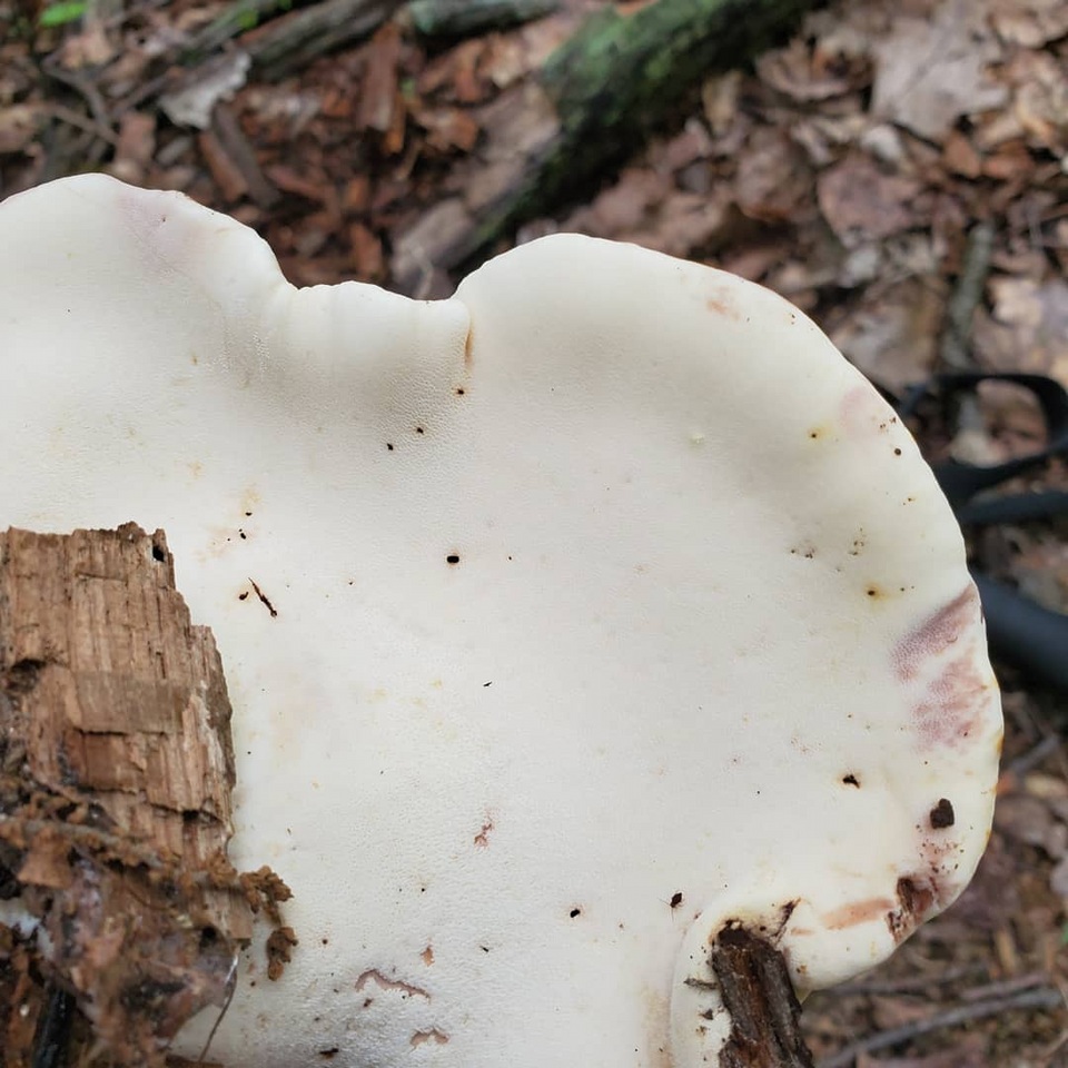 Piptoporus quercinus image