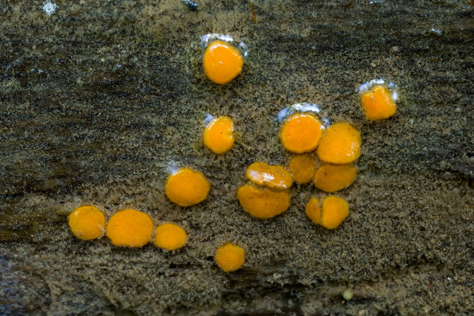 Miladina lecithina image