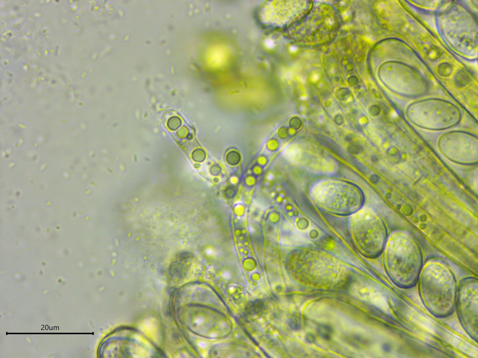 Peziza waltersii image