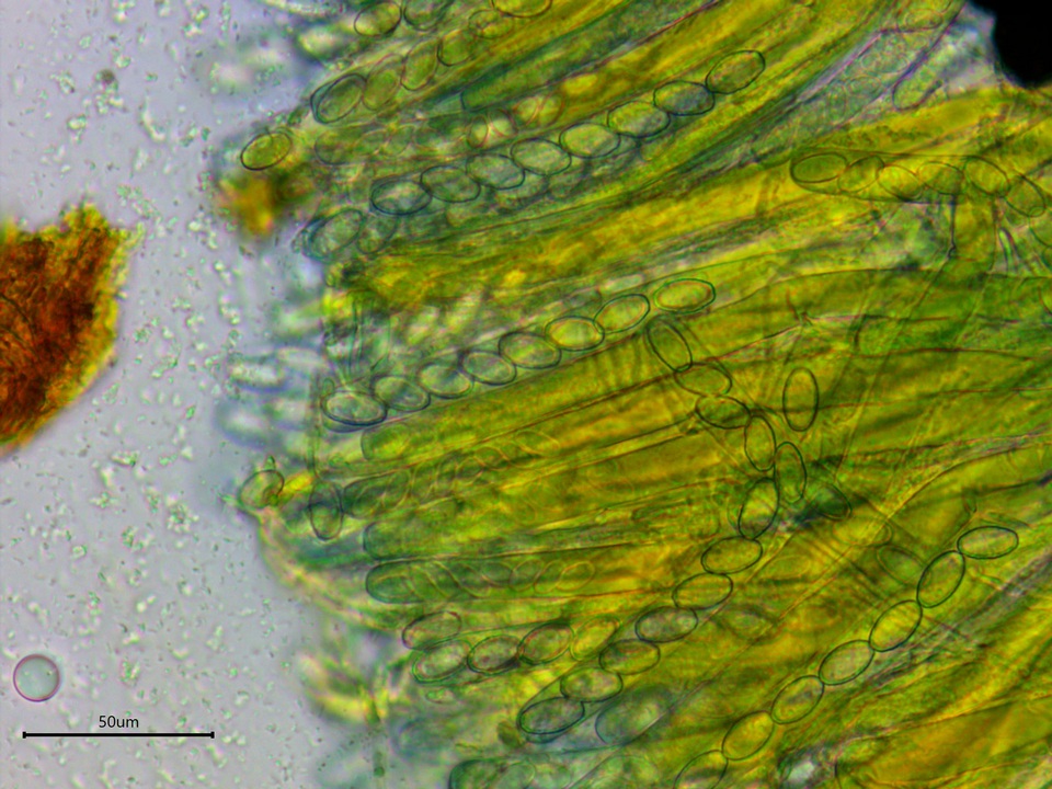 Peziza waltersii image