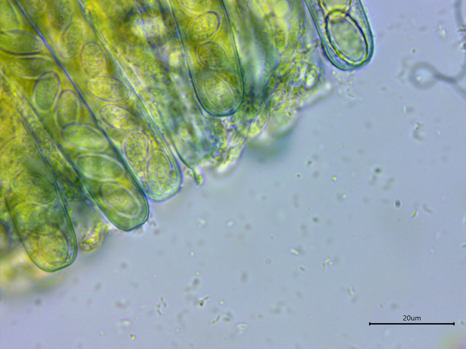Peziza waltersii image