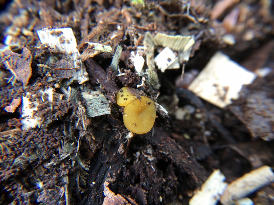Peziza waltersii image