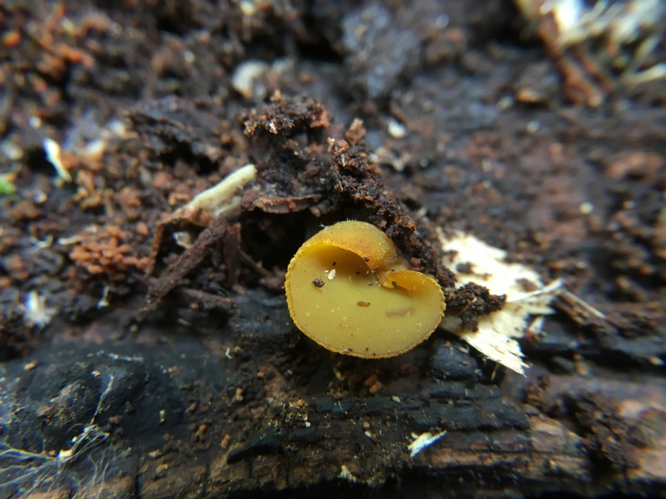Peziza waltersii image