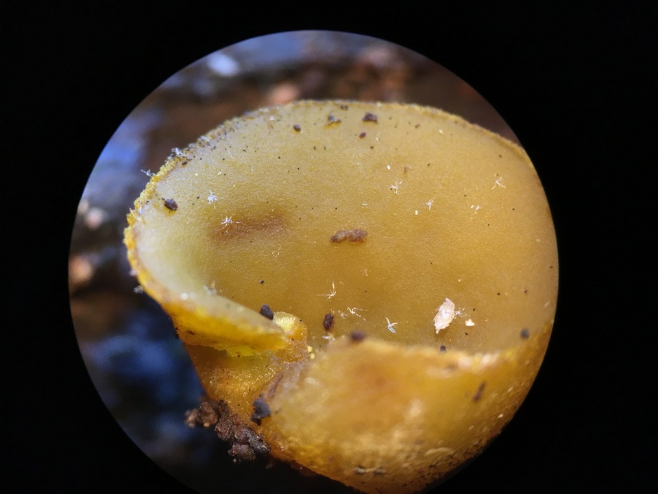 Peziza waltersii image