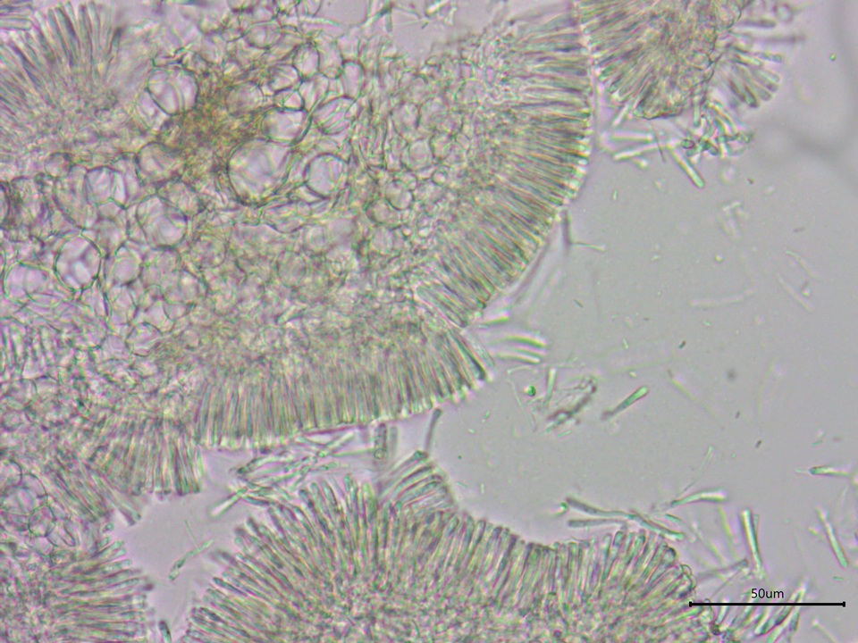 Orbilia leucostigma image