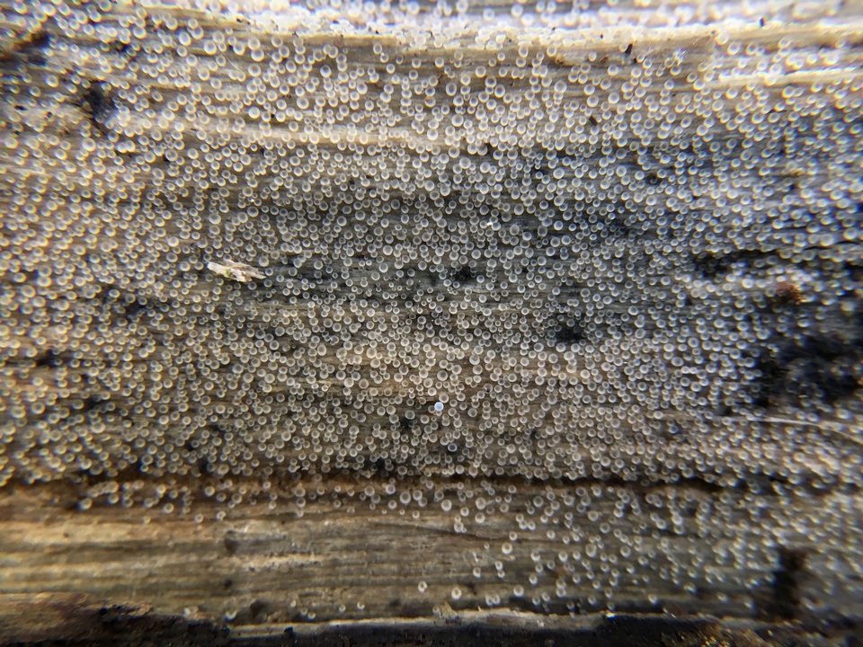 Orbilia leucostigma image