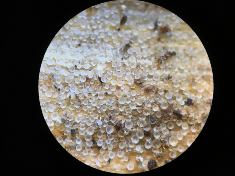 Orbilia leucostigma image