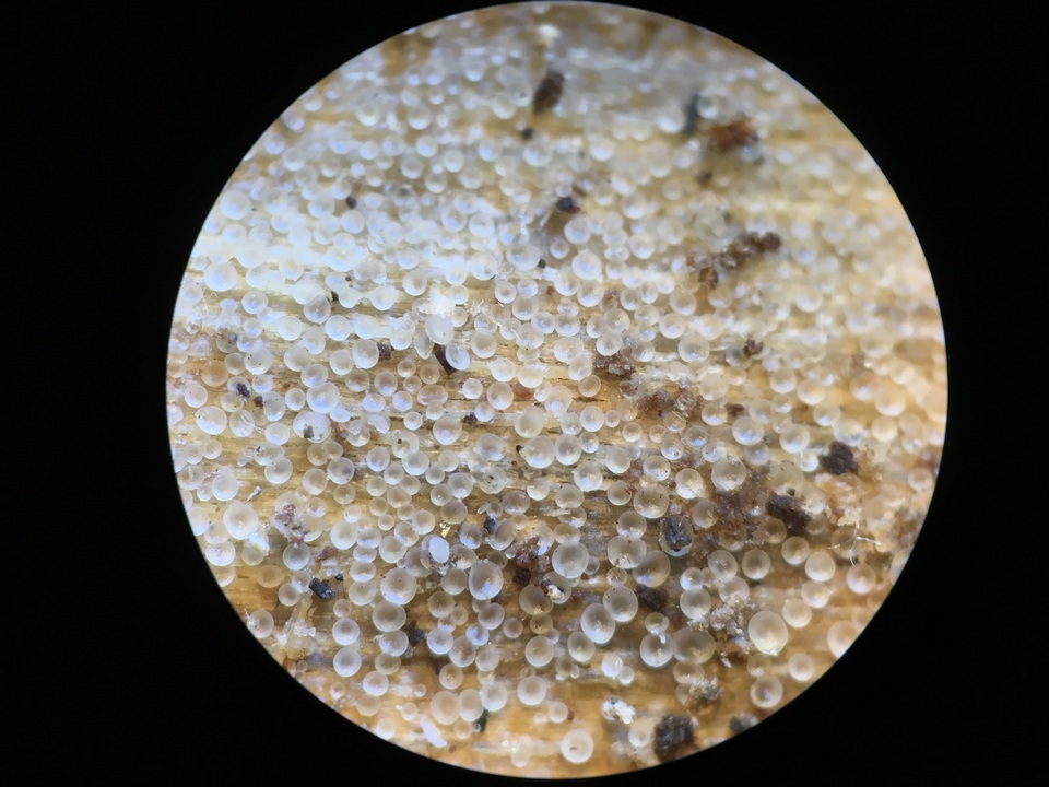 Orbilia leucostigma image