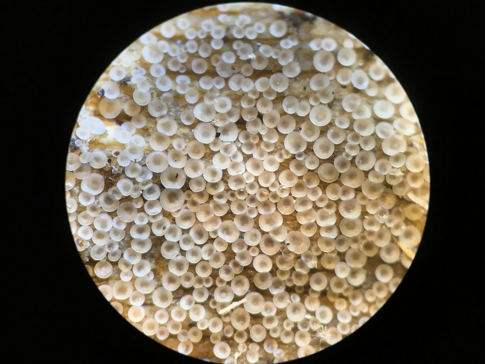 Orbilia leucostigma image
